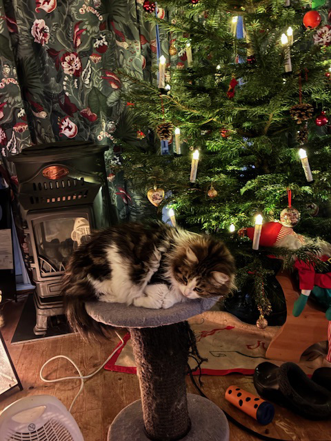 Sibirisk katt Vickie